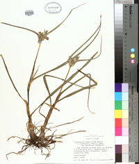 Tradescantia hirsutiflora image