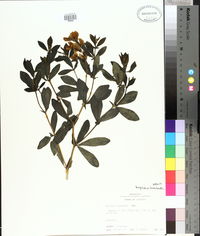 Baptisia bracteata var. leucophaea image