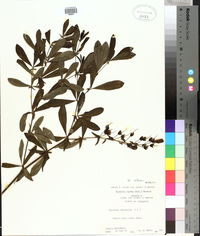 Baptisia alba image