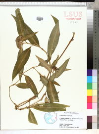 Commelina virginica image