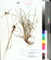 Cyperus croceus image