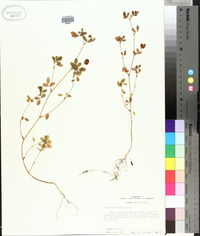 Trifolium dubium image