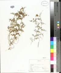 Vicia ludoviciana image