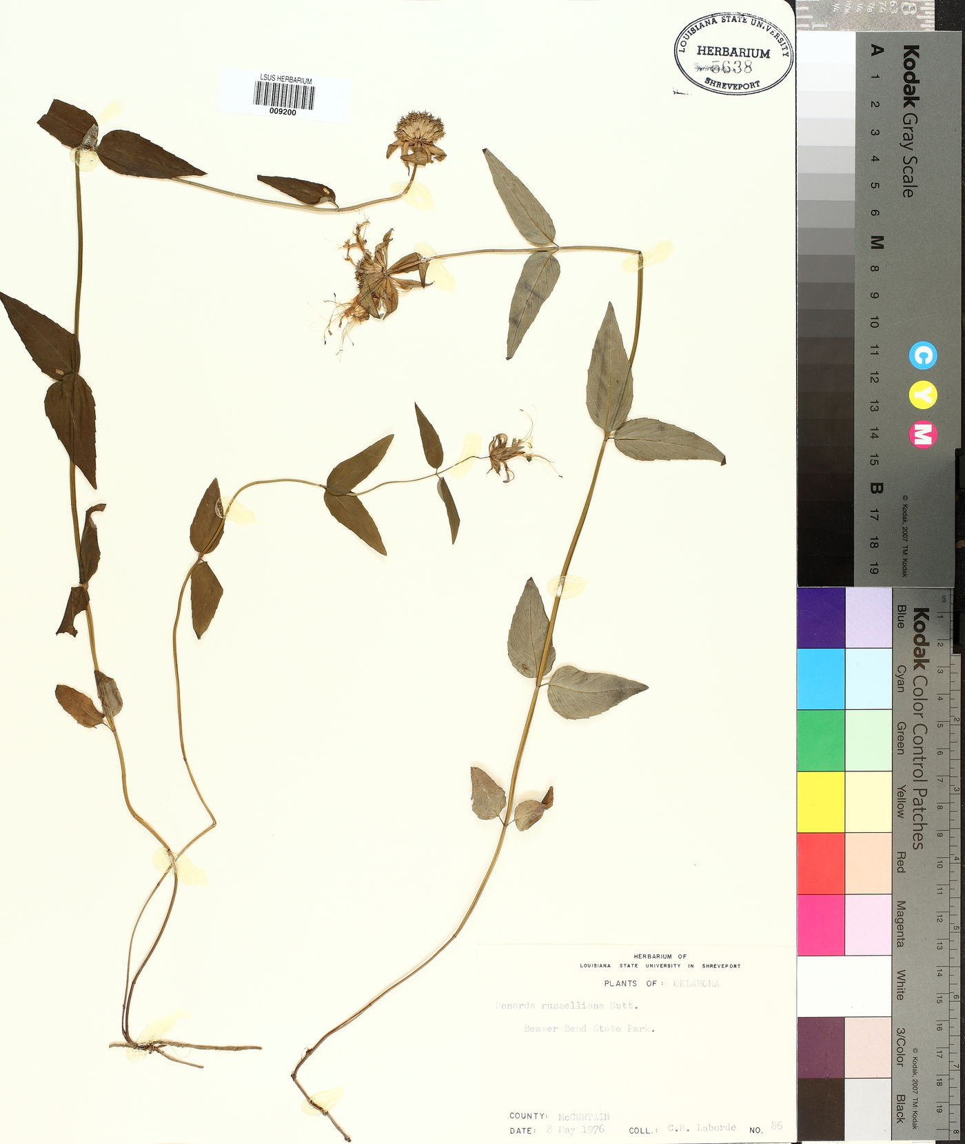 Monarda russeliana image