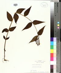 Spigelia marilandica image