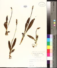 Spiranthes lucida image