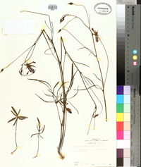 Callirhoe alcaeoides image