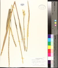 Tripsacum dactyloides image