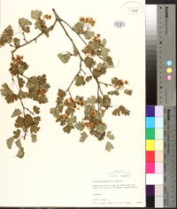 Crataegus marshallii image