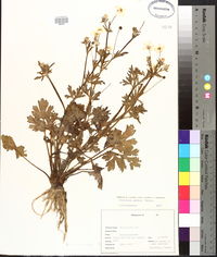 Ranunculus sardous image