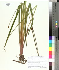 Image of Xyris laxifolia