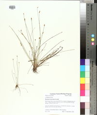 Eleocharis lanceolata image