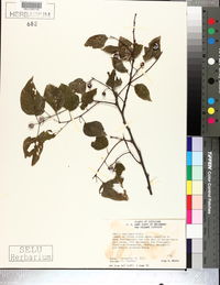 Celtis laevigata image