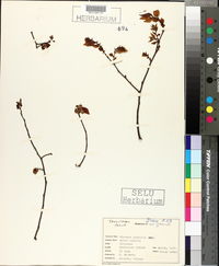 Planera aquatica image