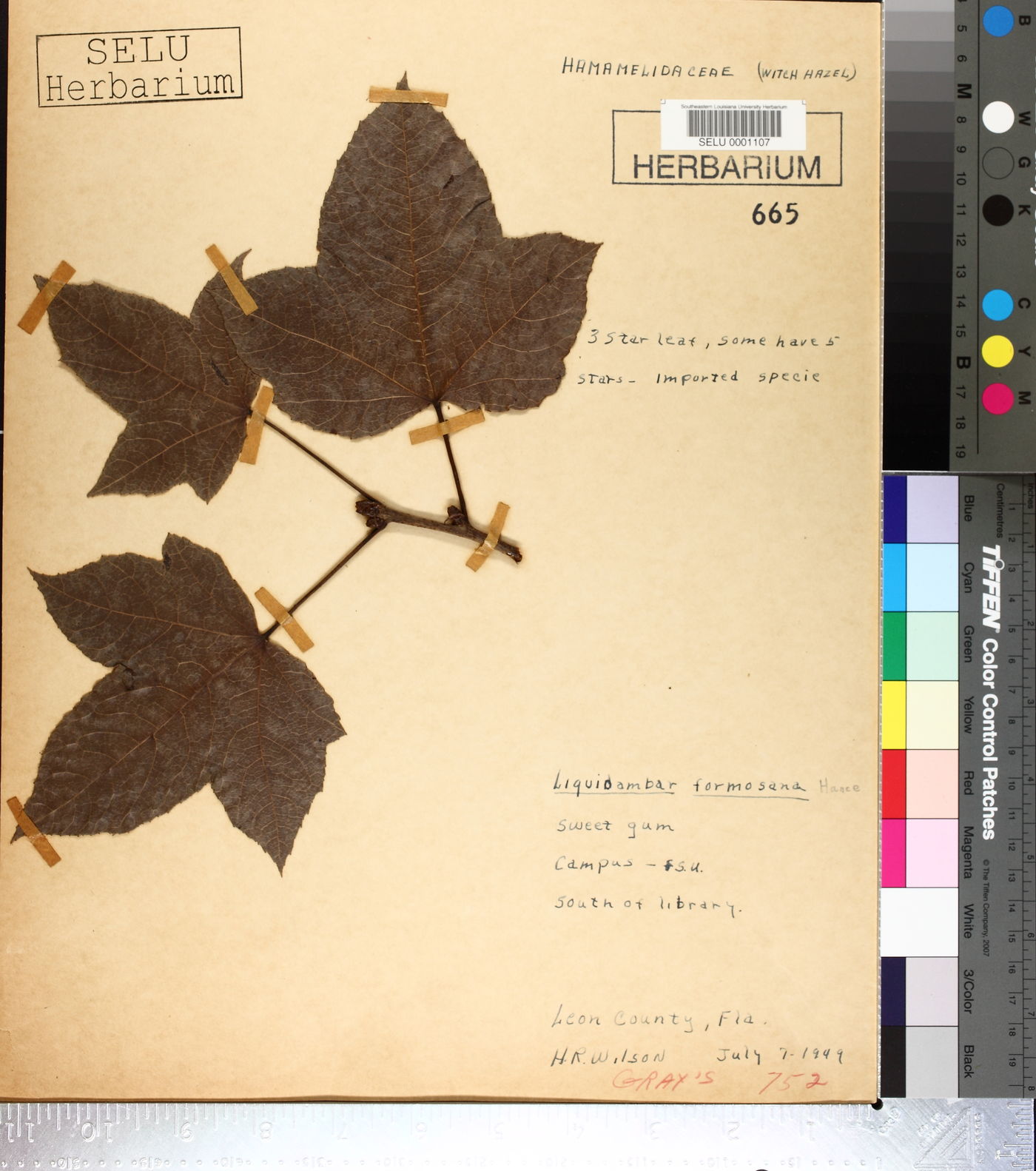 Liquidambar formosana image