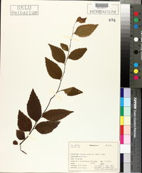 Planera aquatica image