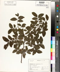 Ulmus crassifolia image