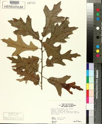 Quercus falcata var. falcata image