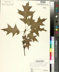 Quercus falcata var. leucophylla image