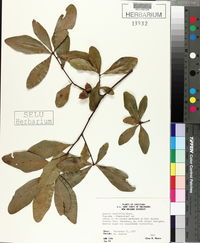 Quercus laurifolia image