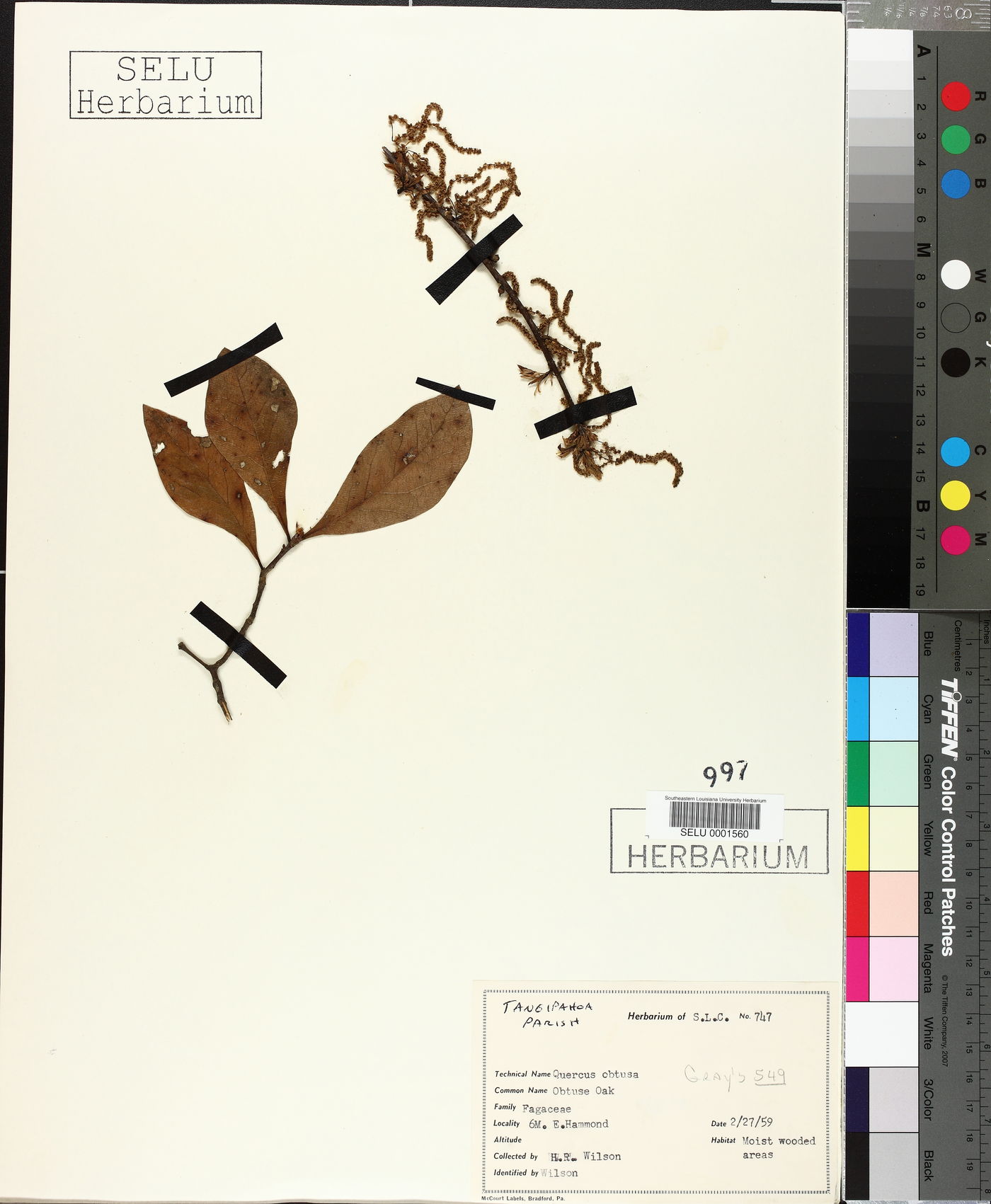 Quercus obtusa image