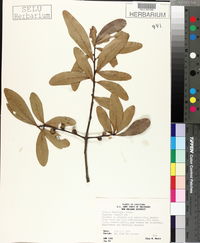 Quercus laurifolia image