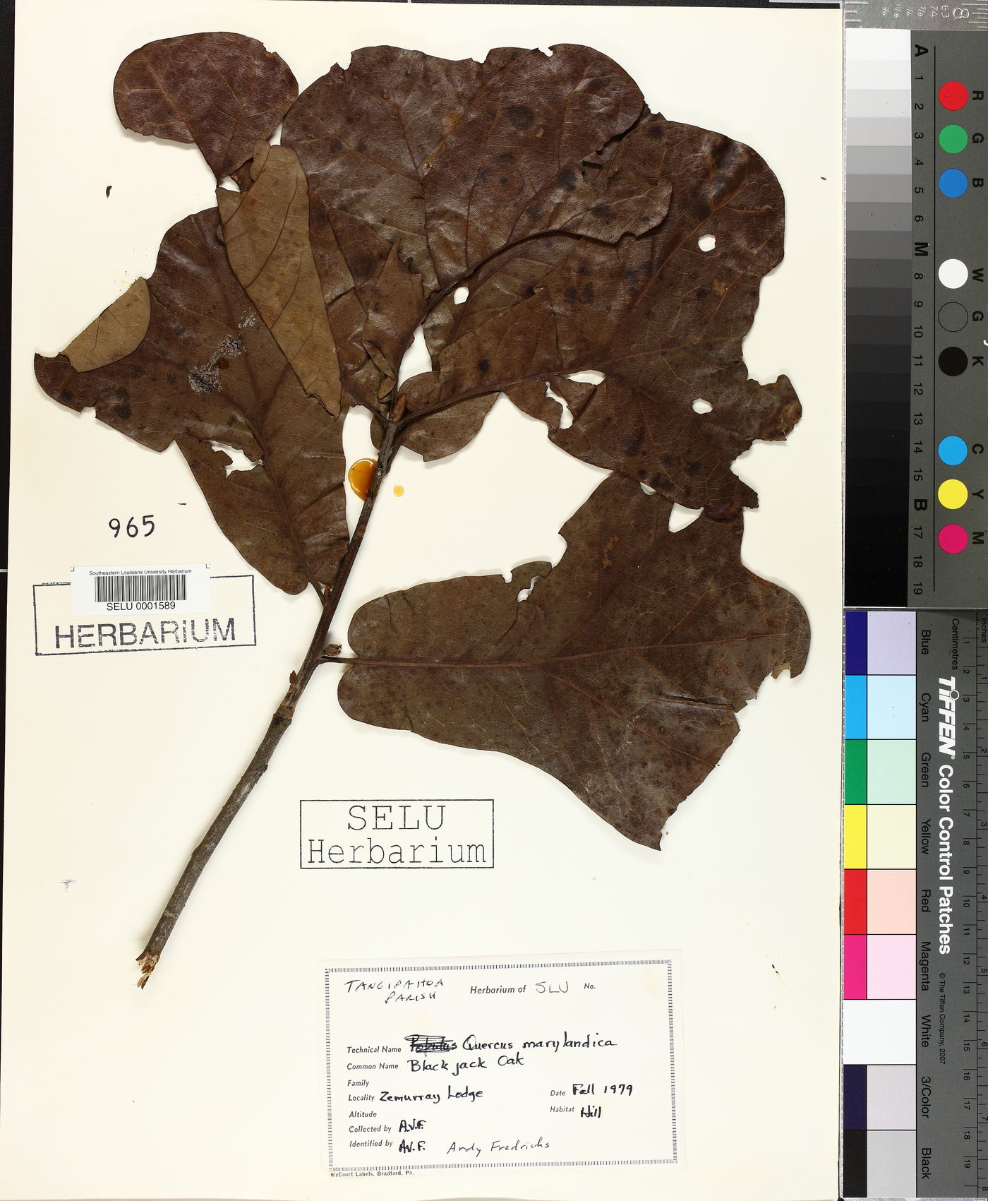 Quercus marylandica image