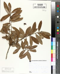 Quercus virginiana image
