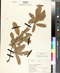 Quercus virginiana image