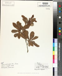 Quercus virginiana image