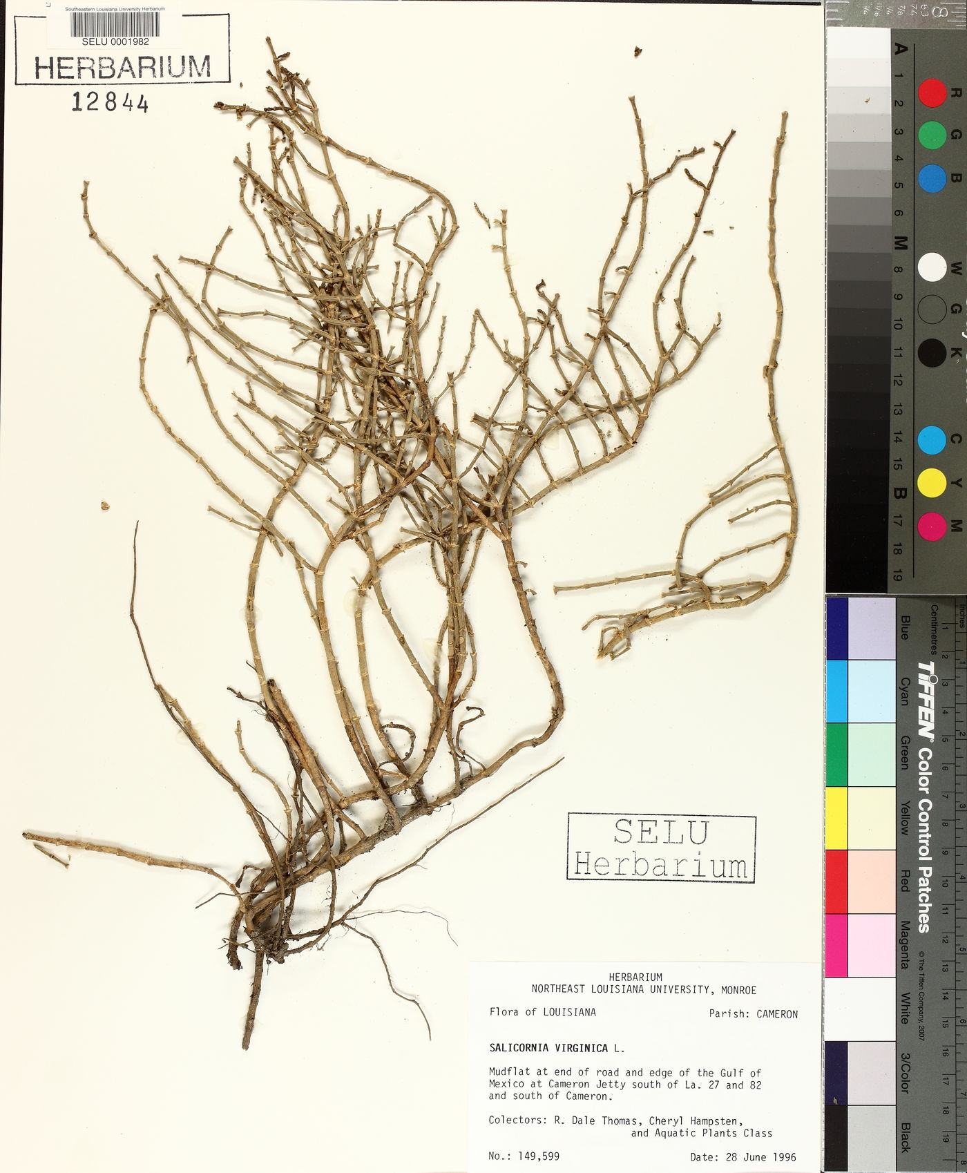 Salicornia virginica image