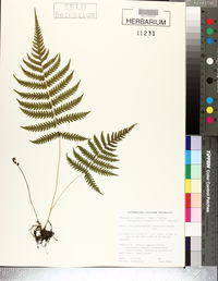 Thelypteris kunthii image