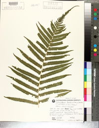 Thelypteris kunthii image