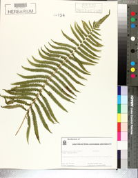 Thelypteris kunthii image