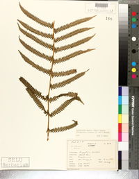Thelypteris kunthii image