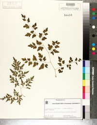 Lygodium japonicum image