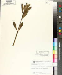 Alternanthera philoxeroides image