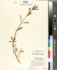 Alternanthera philoxeroides image