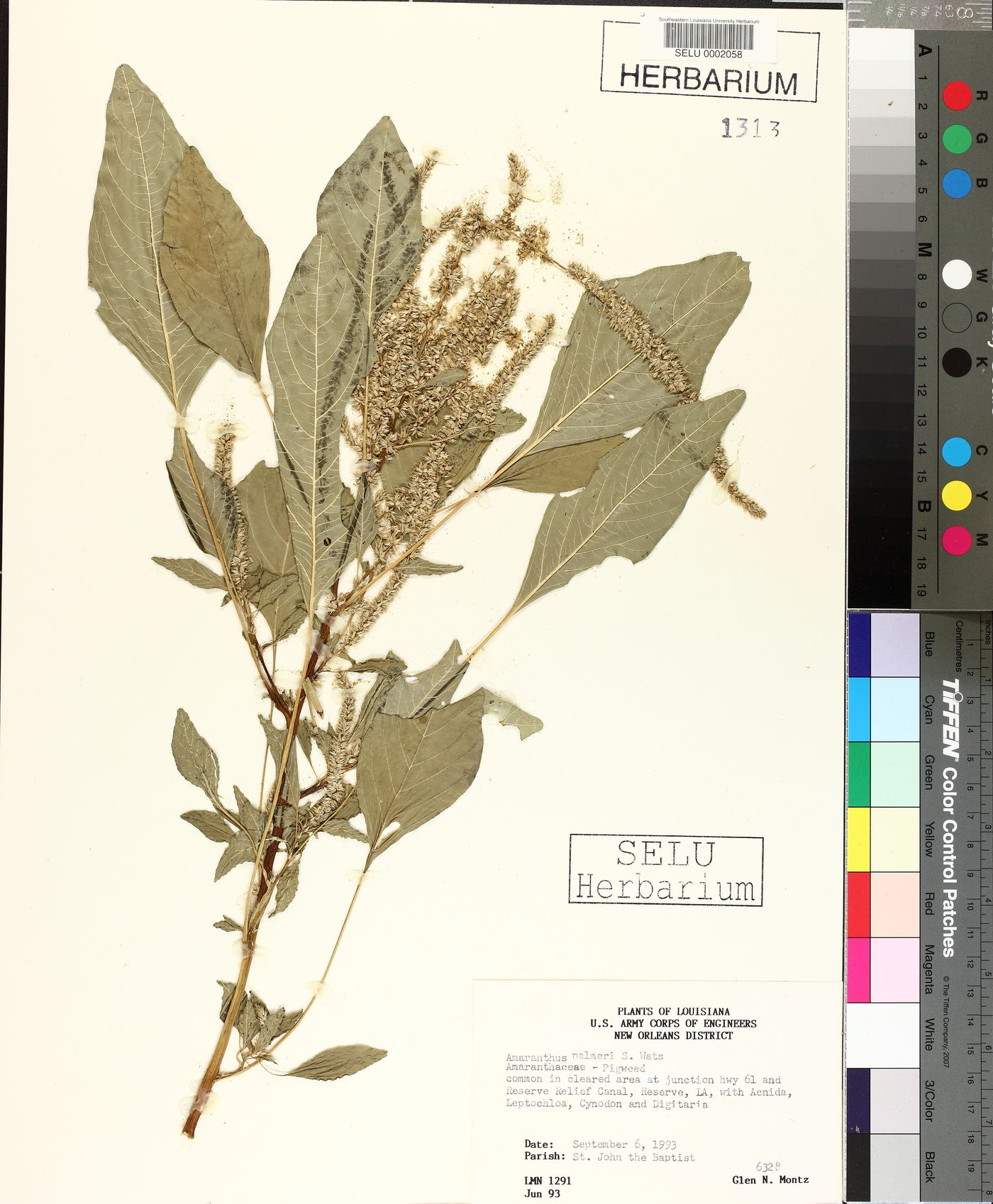 TORCH Portal Detailed Collection Record Information