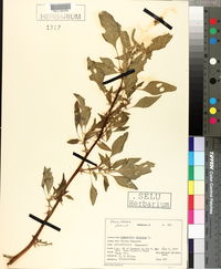 Amaranthus spinosus image