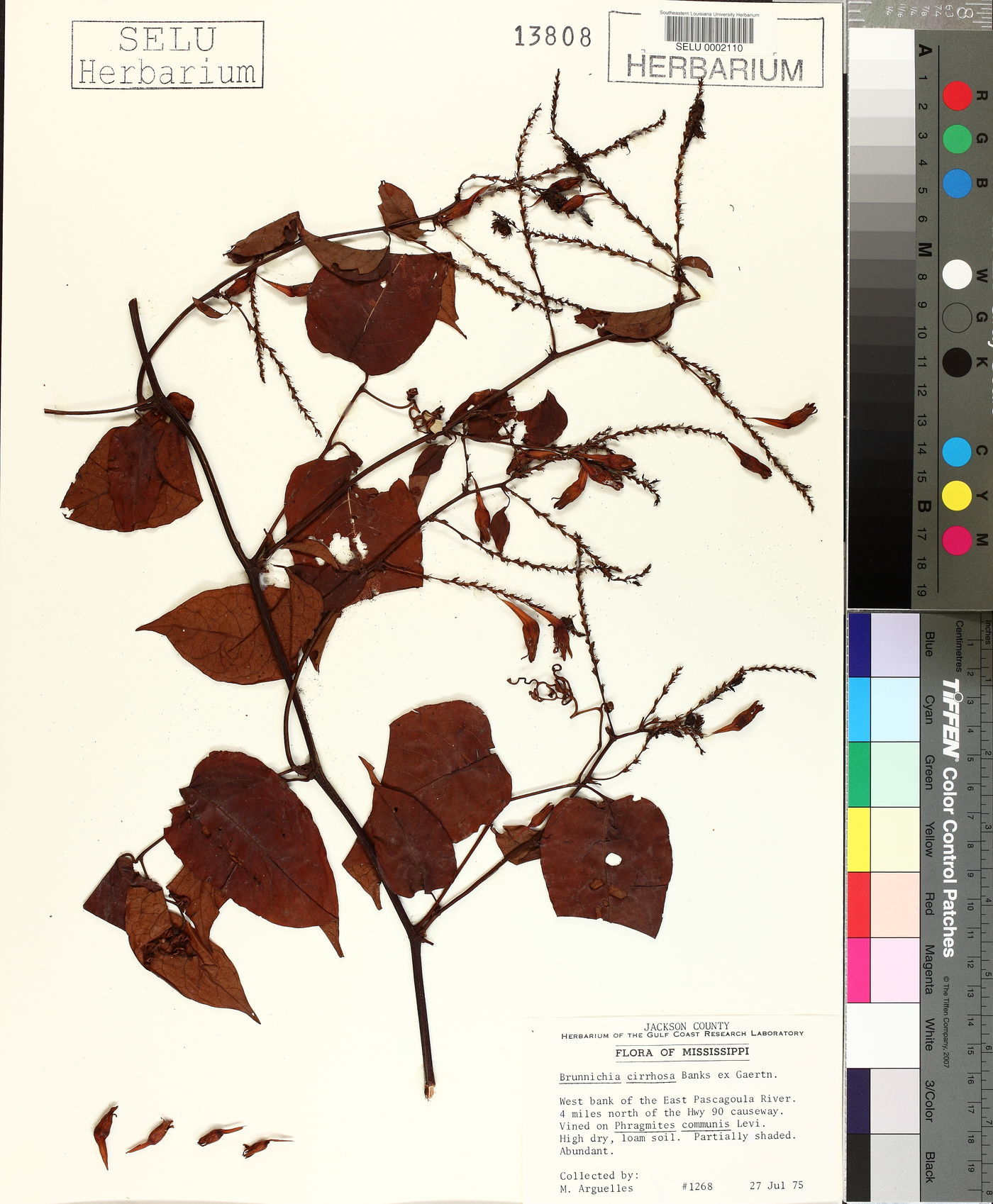 Brunnichia image