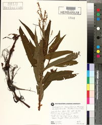 Polygonum densiflorum image