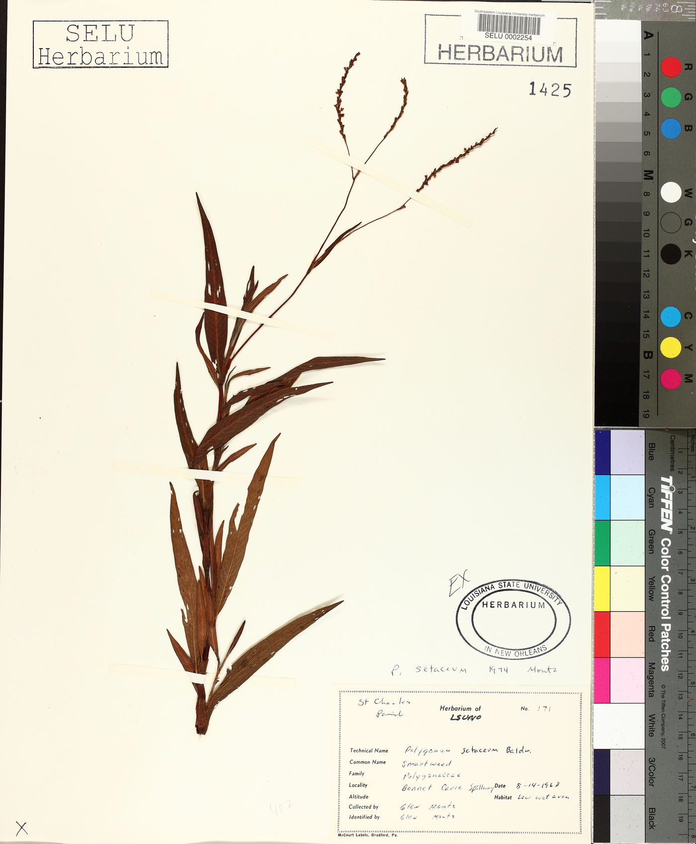 Polygonum setaceum image