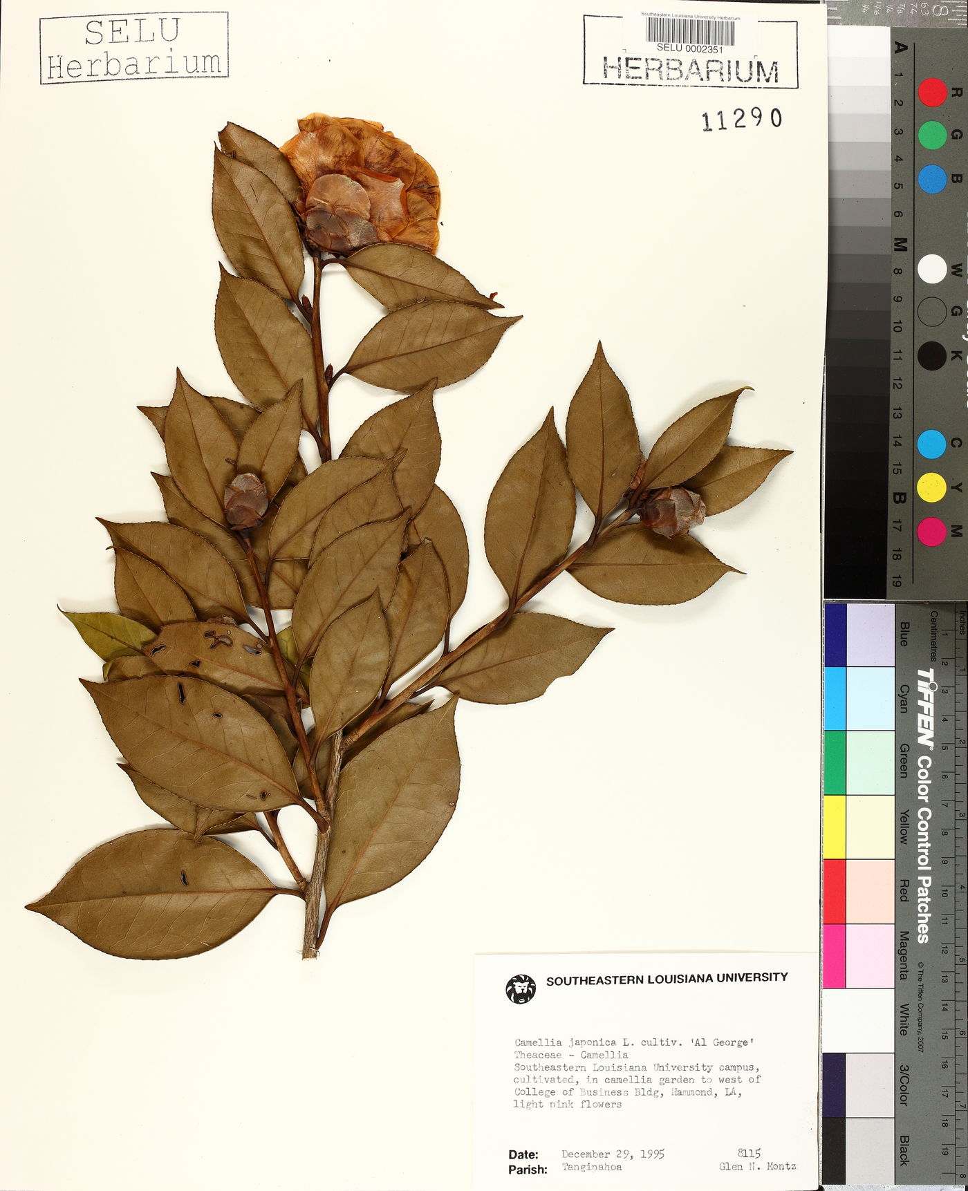 Camellia japonica image