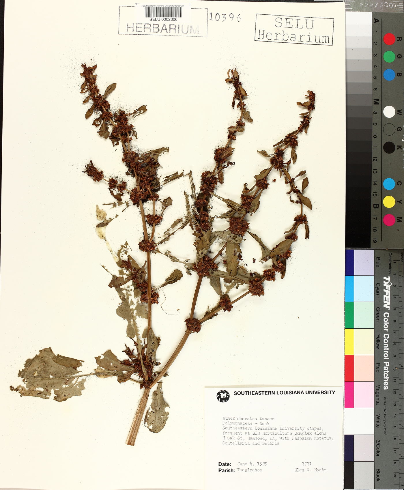 Rumex obovatus image