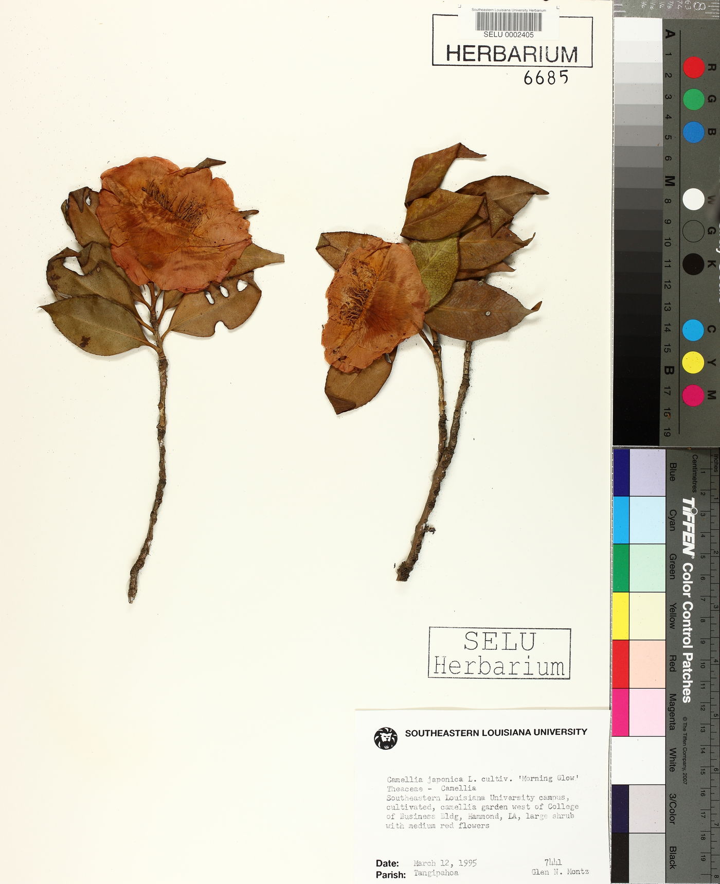 Camellia japonica image