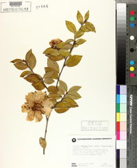 Camellia sasanqua image