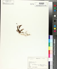 Viola alba image