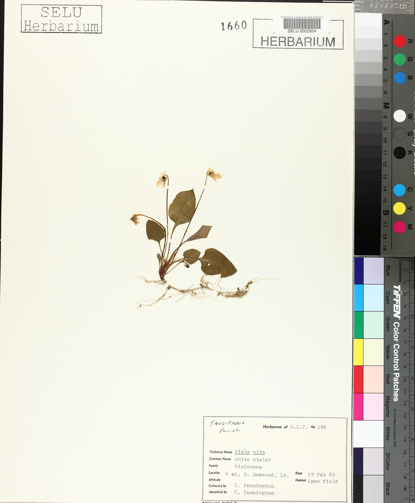 Viola alba image
