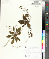 Viola lanceolata image